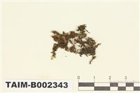 藏品(異萼蘚屬)的圖片